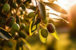 Olives lever de soleil